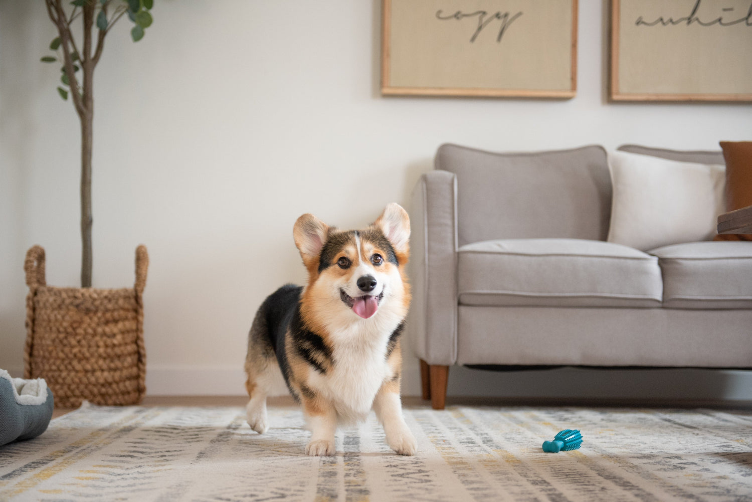 cute-corgi-playing-with-oxyfresh-dental-chew-toy-that-helps-remove-plaque-from-teeth