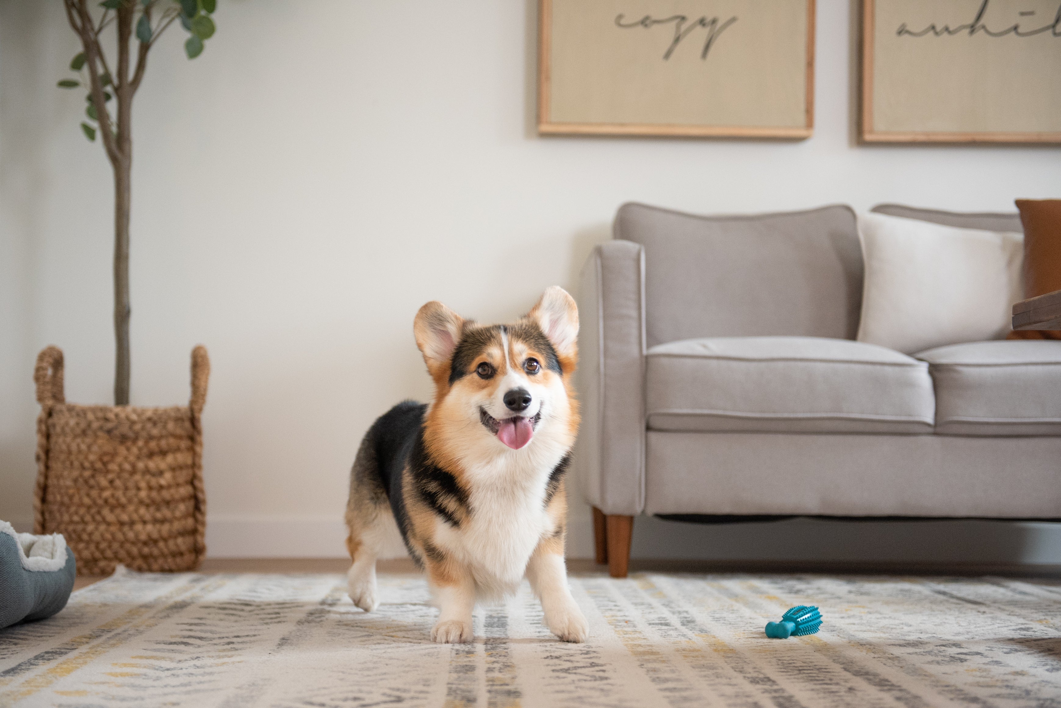 cute-corgi-playing-with-oxyfresh-dental-chew-toy-that-helps-remove-plaque-from-teeth