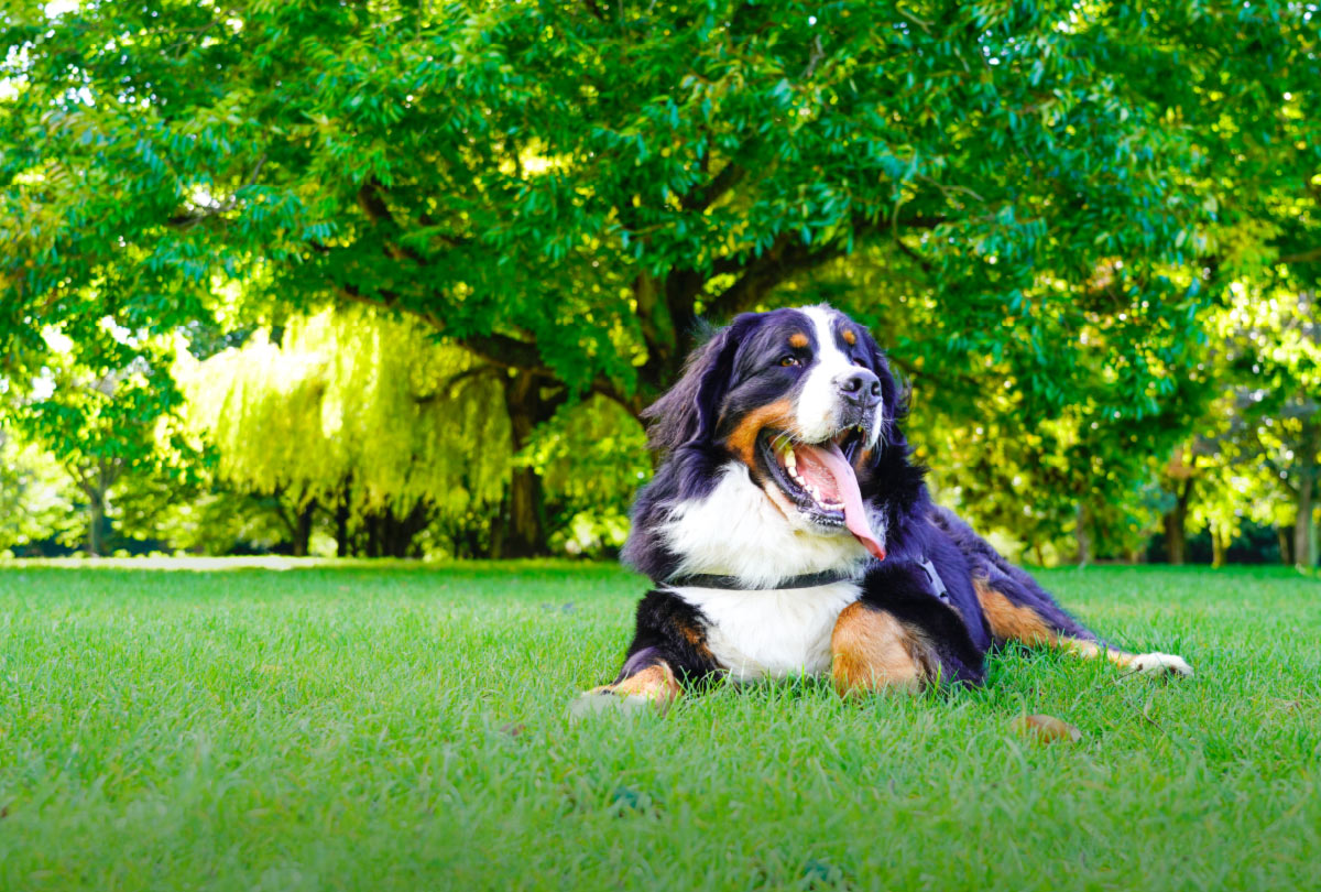 5 Warning Signs of Dog Dehydration