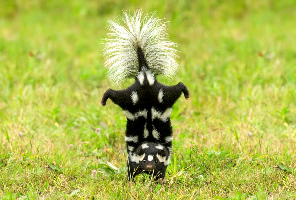 Oxyfresh - Ways to get rid of skunk smell