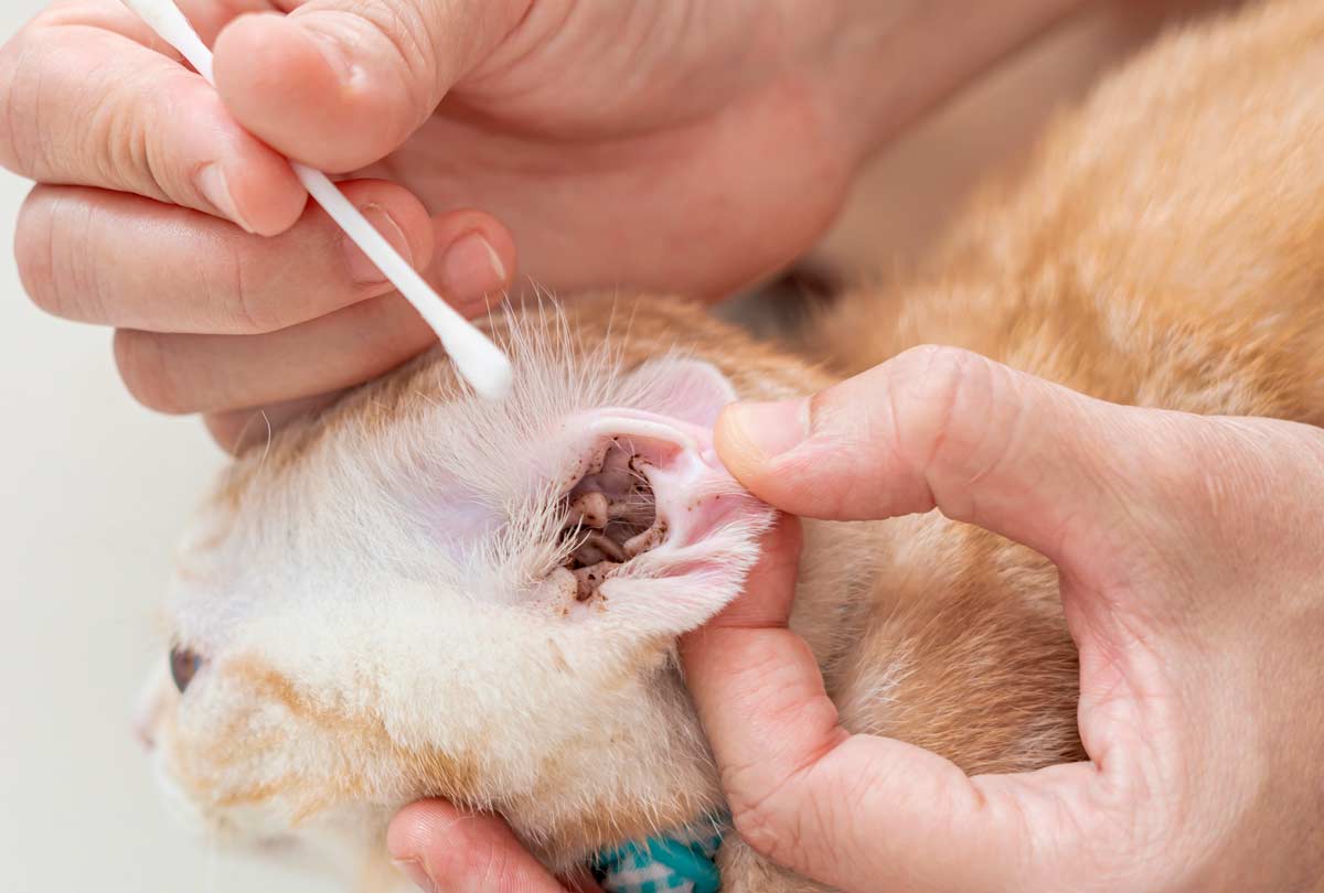 How to Clean Ear Mites from Cats: Effective Home Remedies