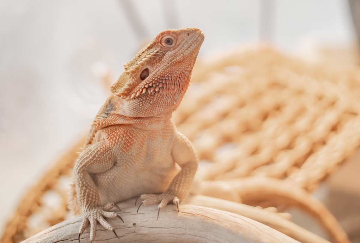 Bearded Dragon Brumation: Just Tell Me What to Do, Please!