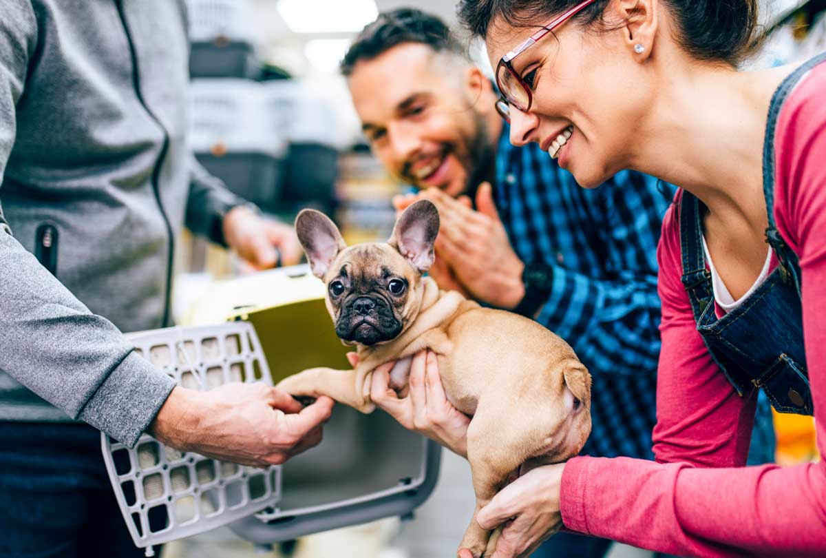 Better Than Vinegar: The Best Cleaner for Dog Kennels