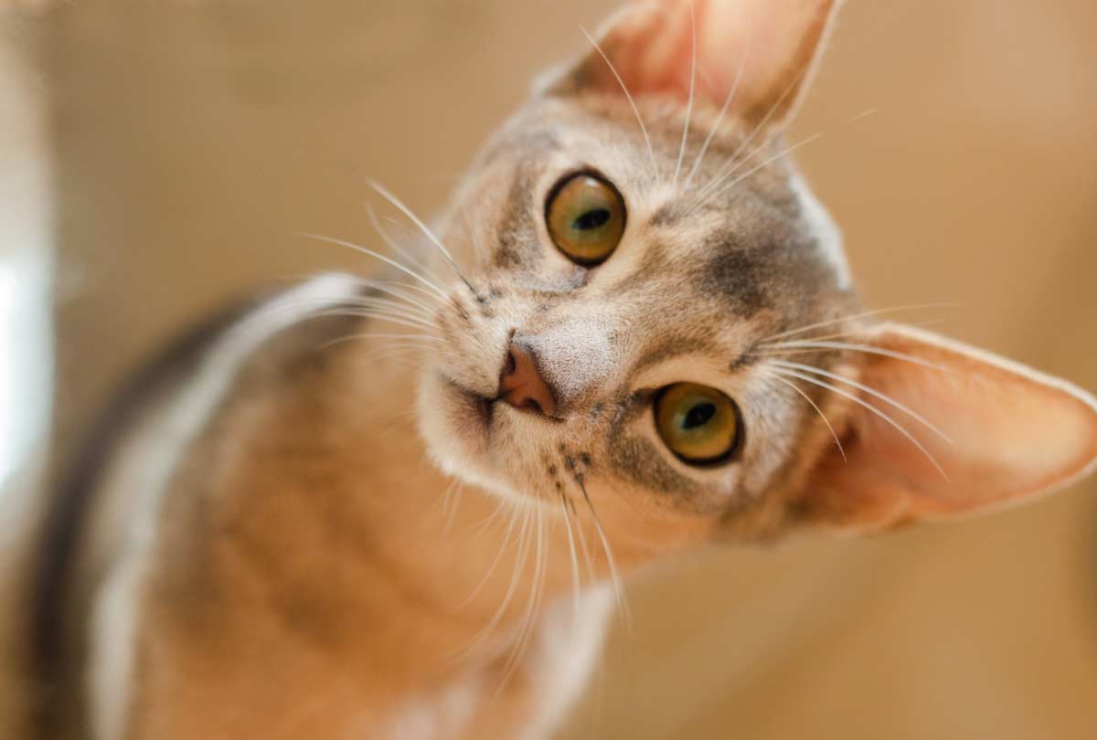 Cat Keeps Shaking Head. Is It (Gulp) a Cat Ear Yeast Infection?