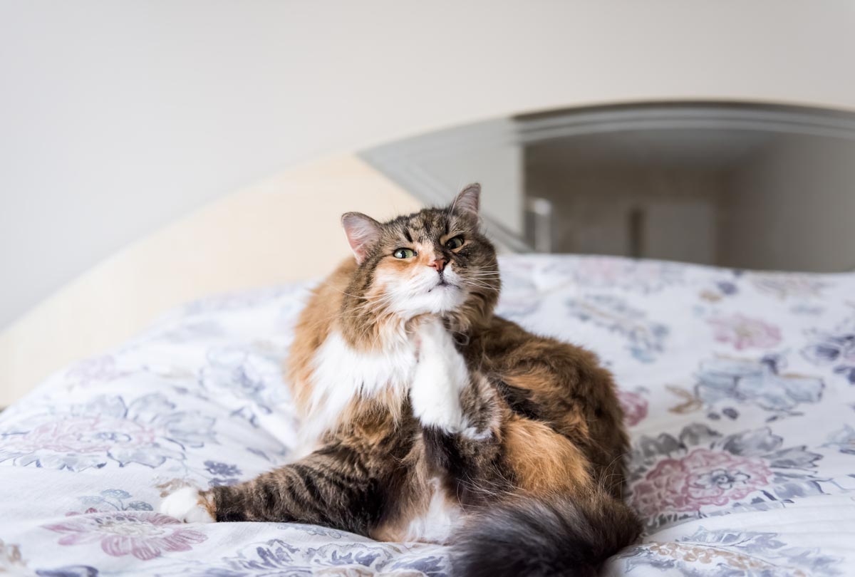 cat sitting on its bed scratching its ears