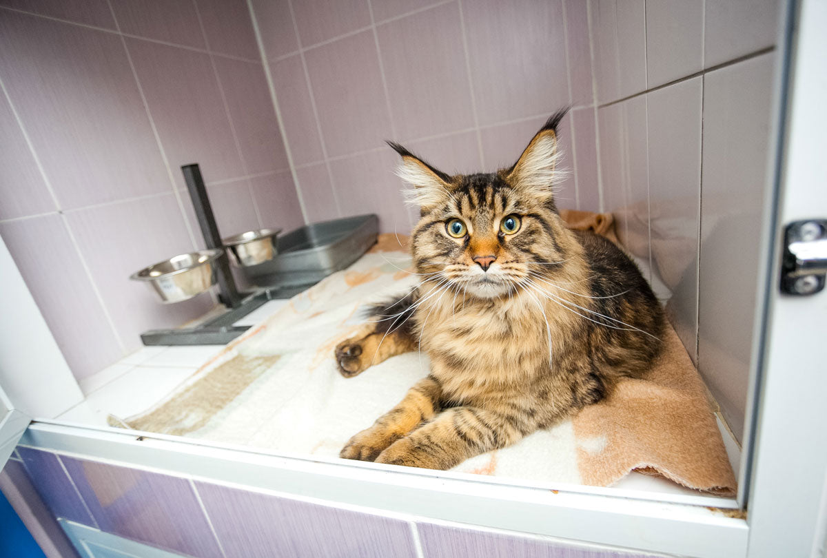 An orange, bengal cat is laying on a grey, fabric couch wrapped in a brown and cream flannel blanket with medicine and tissues nearby, as if mimicking a human with a cold.
