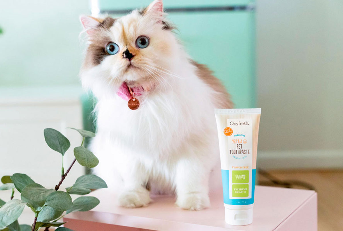 How to Choose a Cat Toothpaste