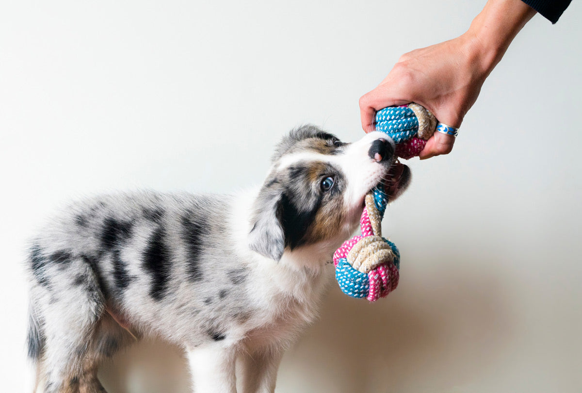 Nip Happens. What to Do When Your Puppy Won’t Stop Biting.