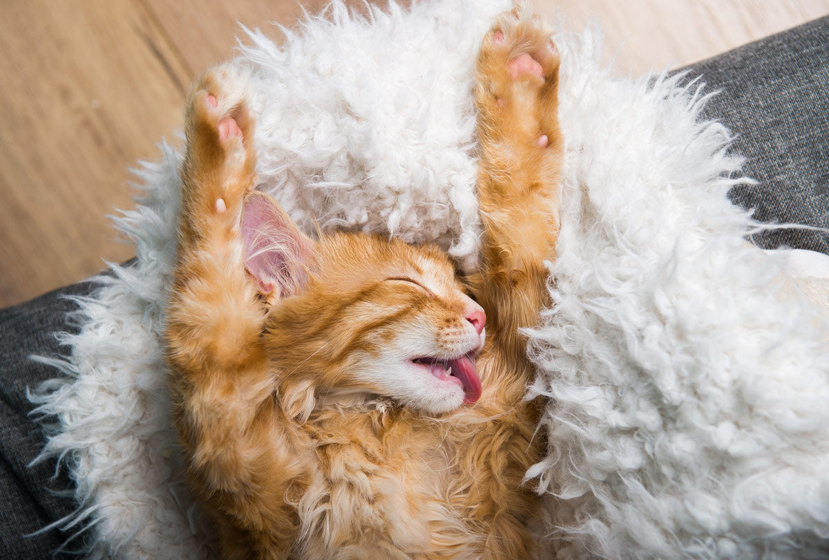 Cat Sticking Tongue Out? What to Know About this Oddly Adorable Behavior.