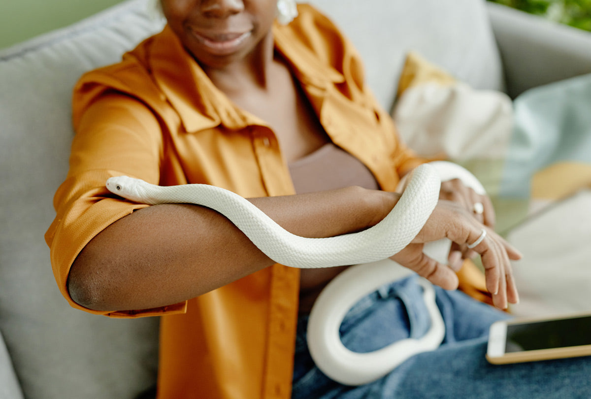 Snake Mites: How to Identify & Get Rid of Them, ASAP