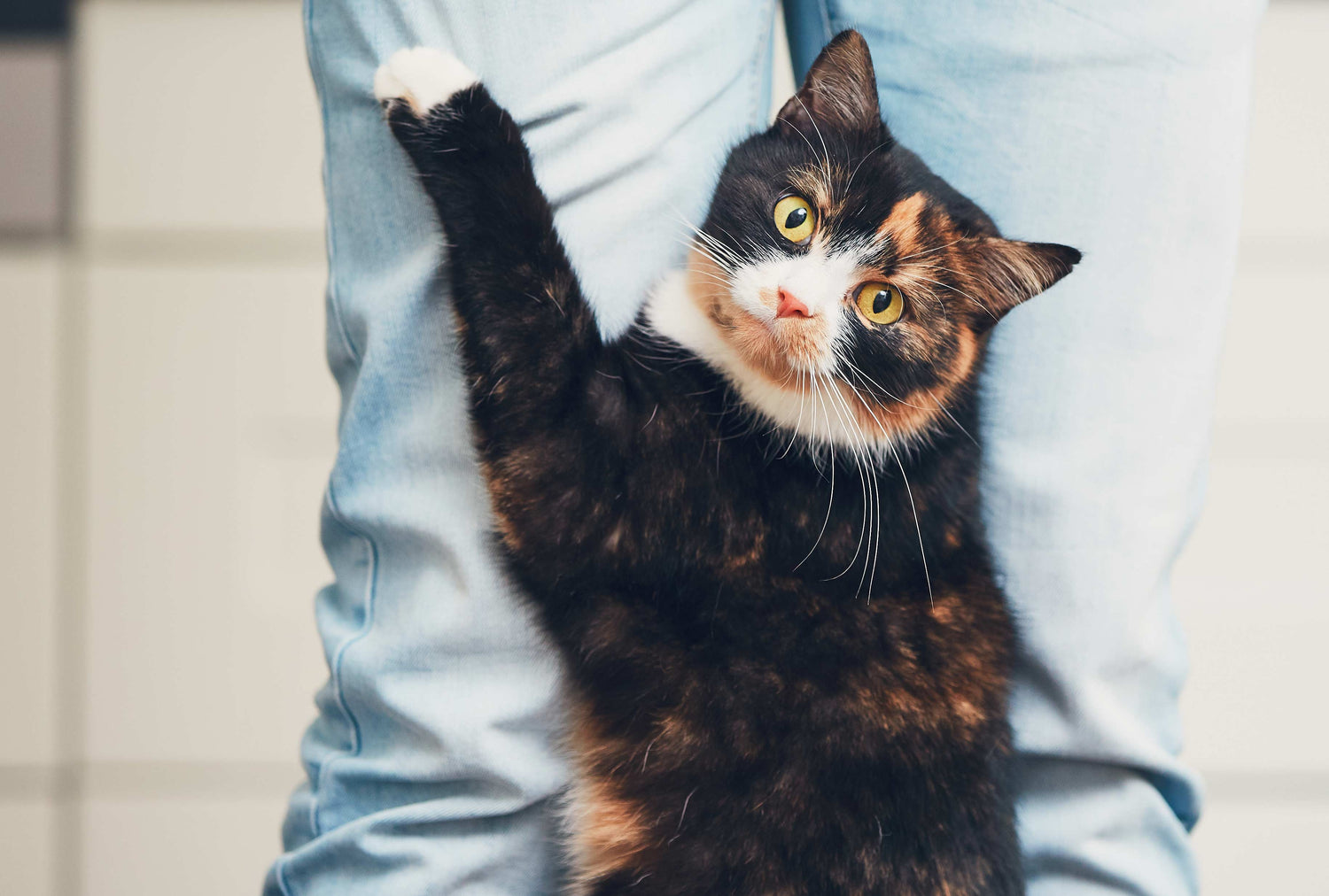 Oxyfresh - Truth About Tartar Build Up in Your Cat