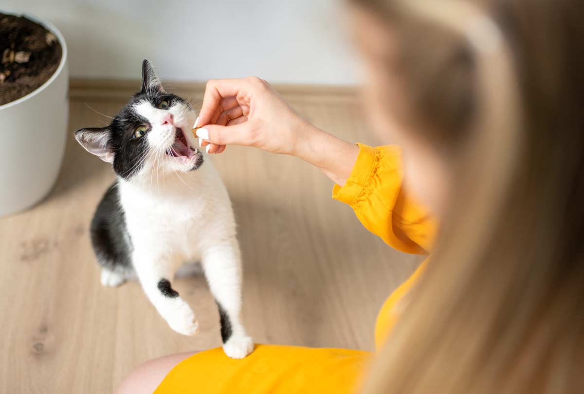 Top 2023 Products for Cat Dental Care