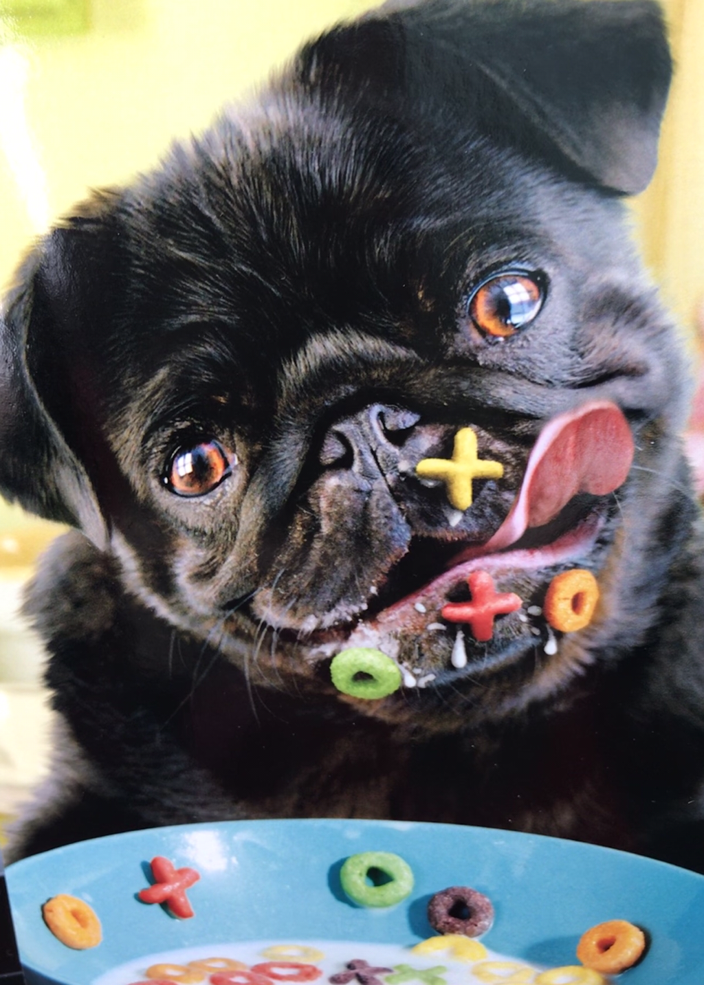 weekly runt pug