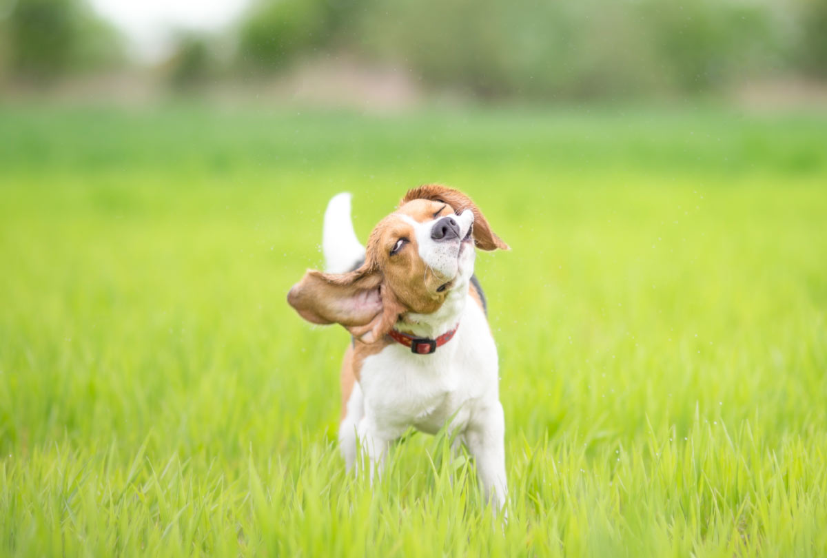 Why Won't My Dog Stop Shaking Their Head?