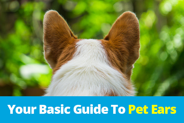 corgi's ears article logo