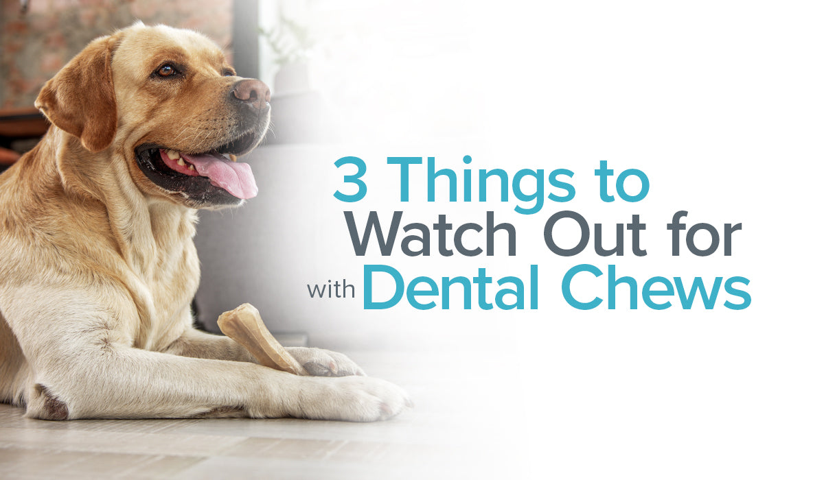 choosing a dog chew toy remove plaque safely