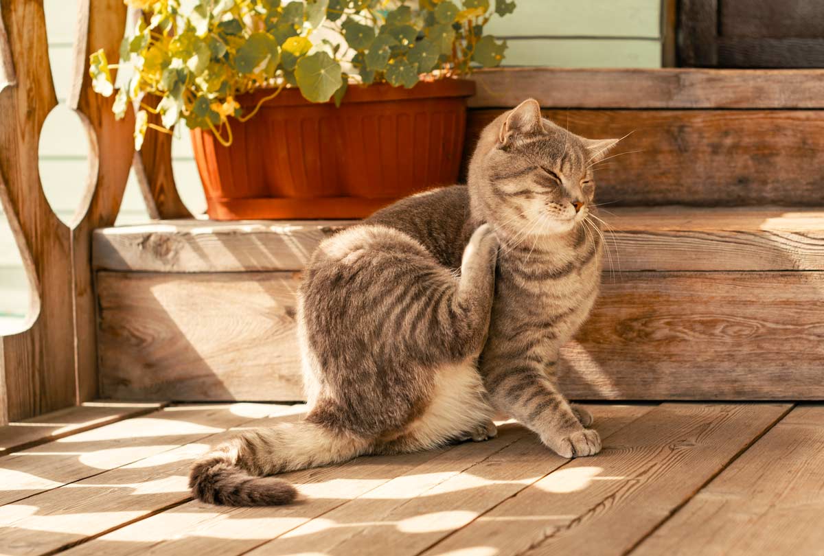 grey cat sitting on a front deck scratching her neck for oxyfresh blog post titled Tips for Detecting & Treating Cat Skin Mites