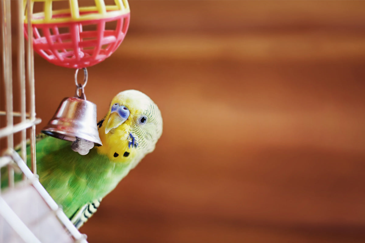 Oxyfresh - 6 Tips for a Happy Healthy Bird