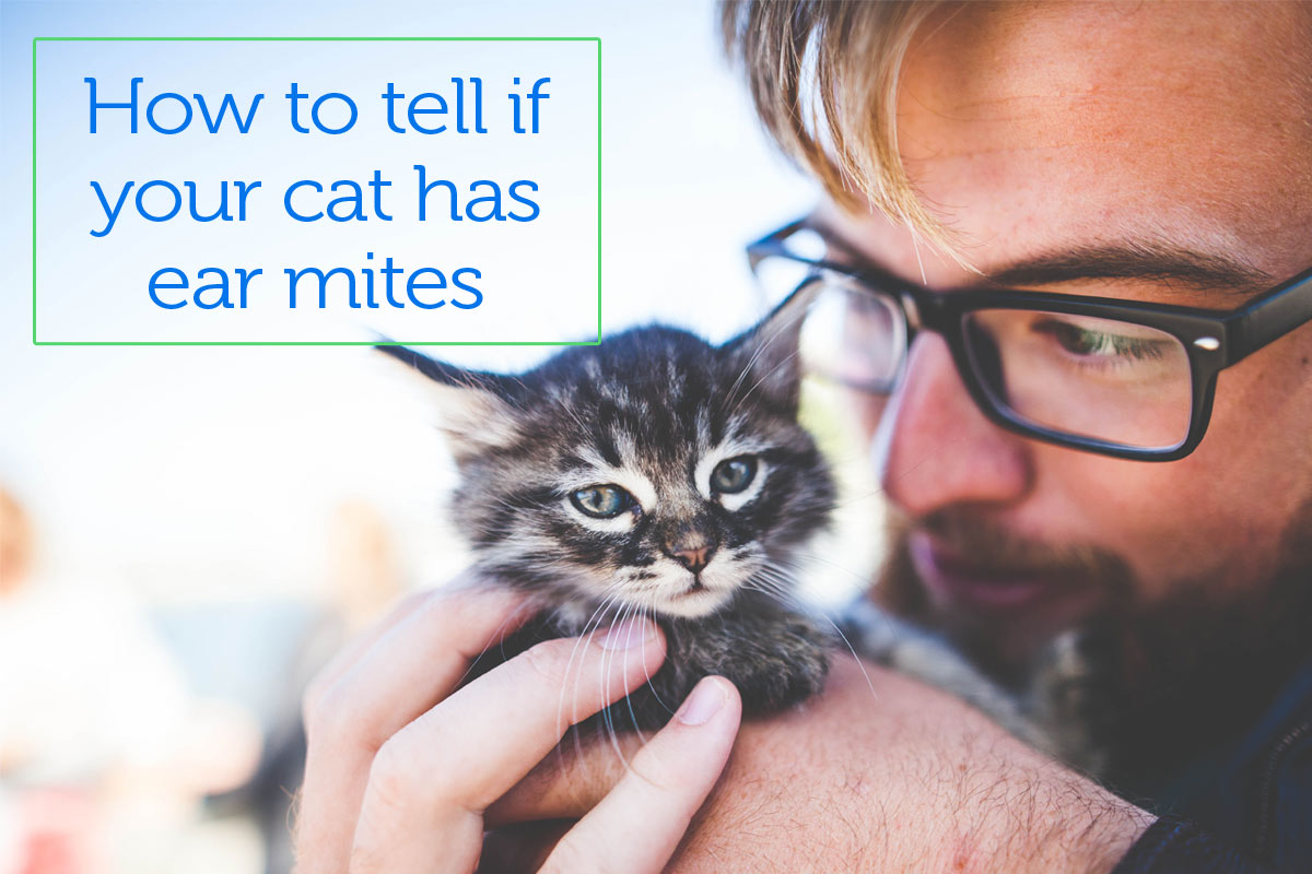 Oxyfresh - How to Tell Cat Ear Mites