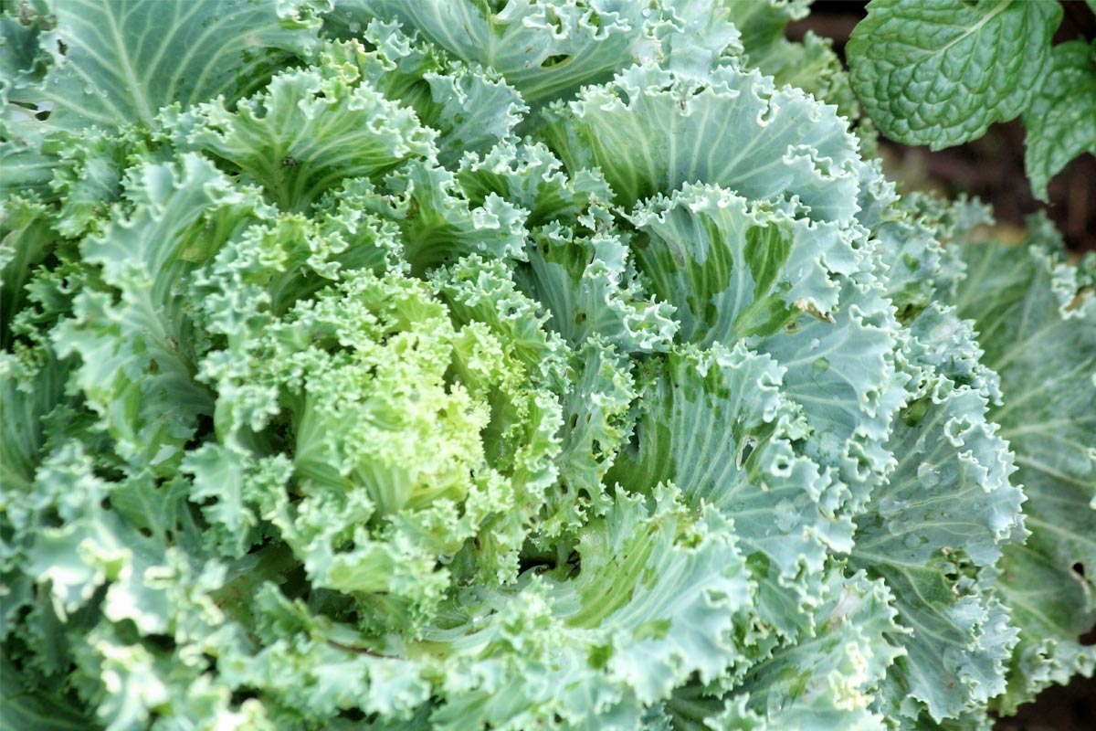 Something to Kale About: How Leafy Greens Fight Bad Breath