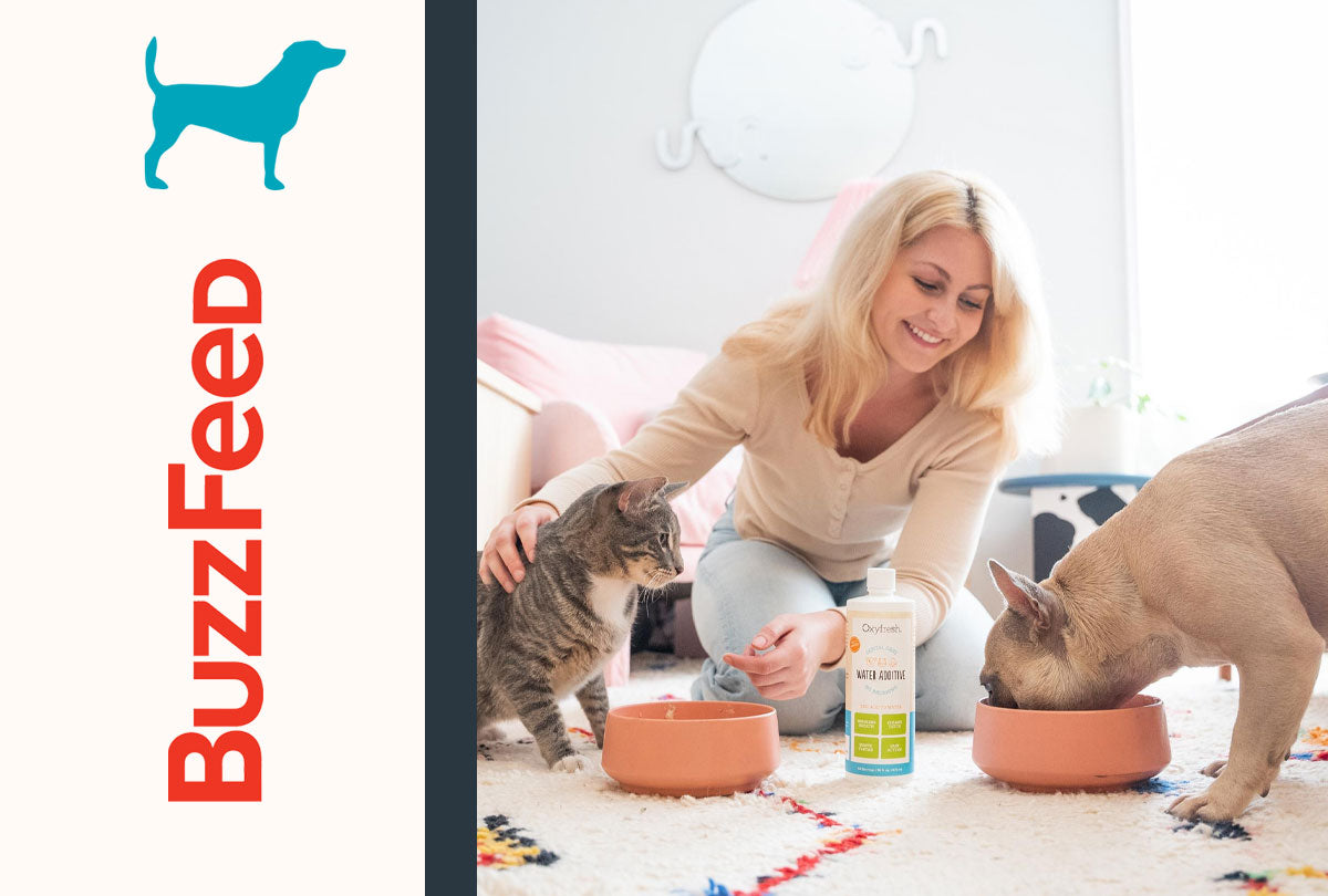 If You Are a Pet Owner But Identify as Lazy, Here Are 26 Products That Do the Work for You – BuzzFeed