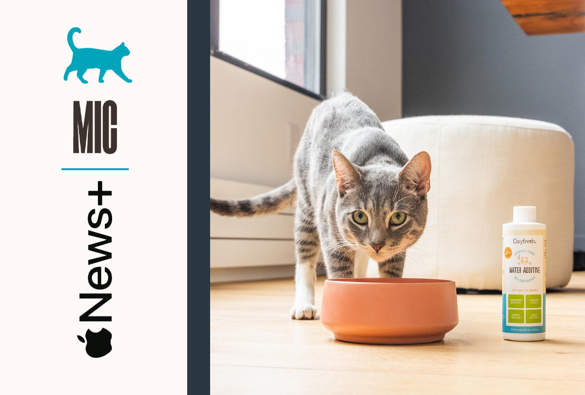 Genius Things That Make Having a Cat Way Less Gross. - MIC