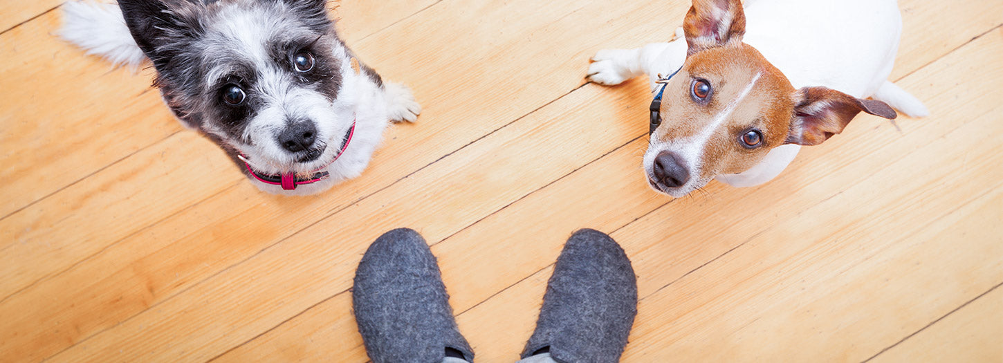 Easiest Home Dental Routine for Busy Pet Parents