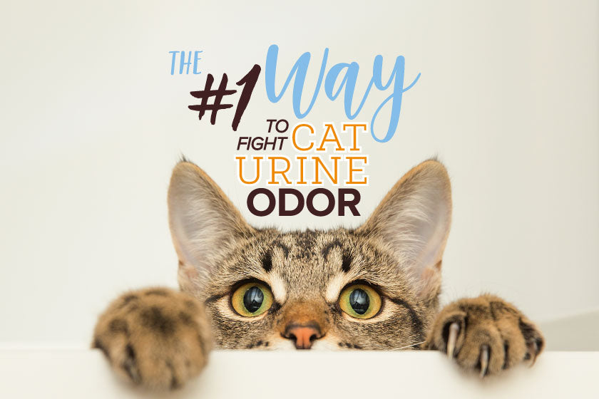 The #1 Way to Fight Urine Odor