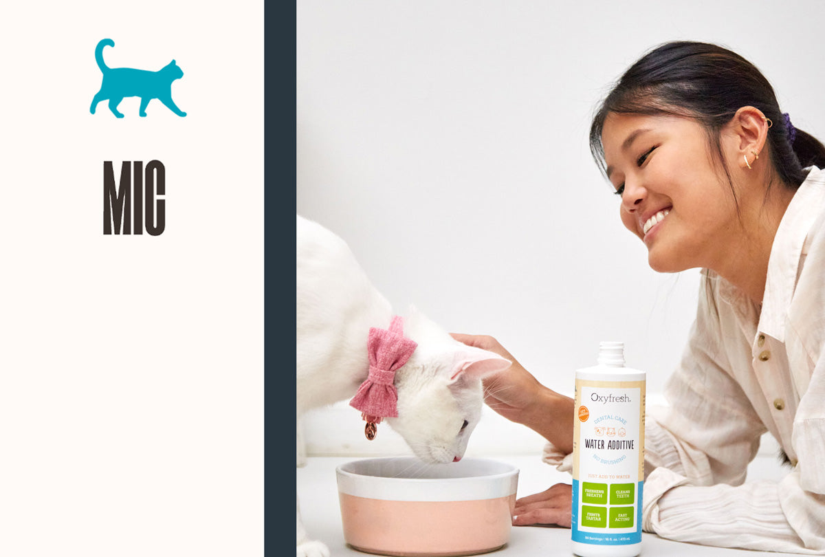 These Pet Products Are Weird & Interesting & I Want Them All