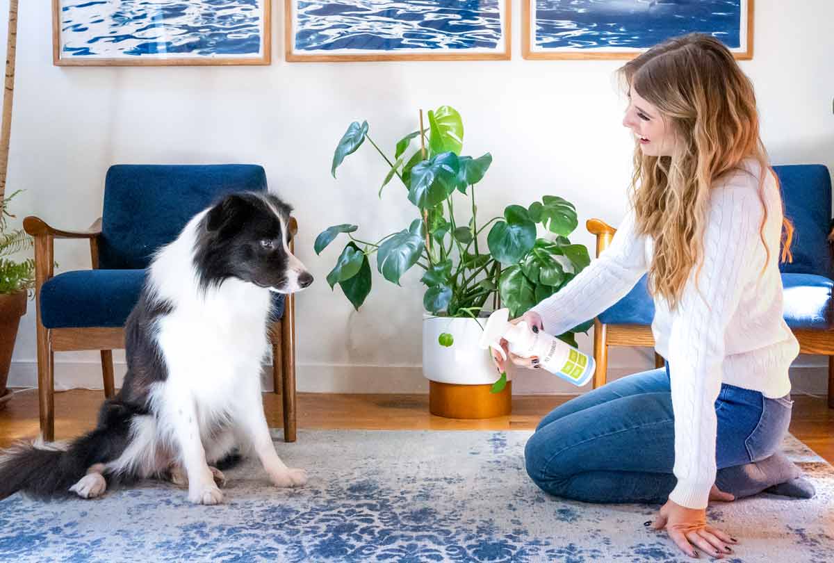 oxyfresh-pet-deodorizer-woman-deodorizing-carpet-next-to-her-dog