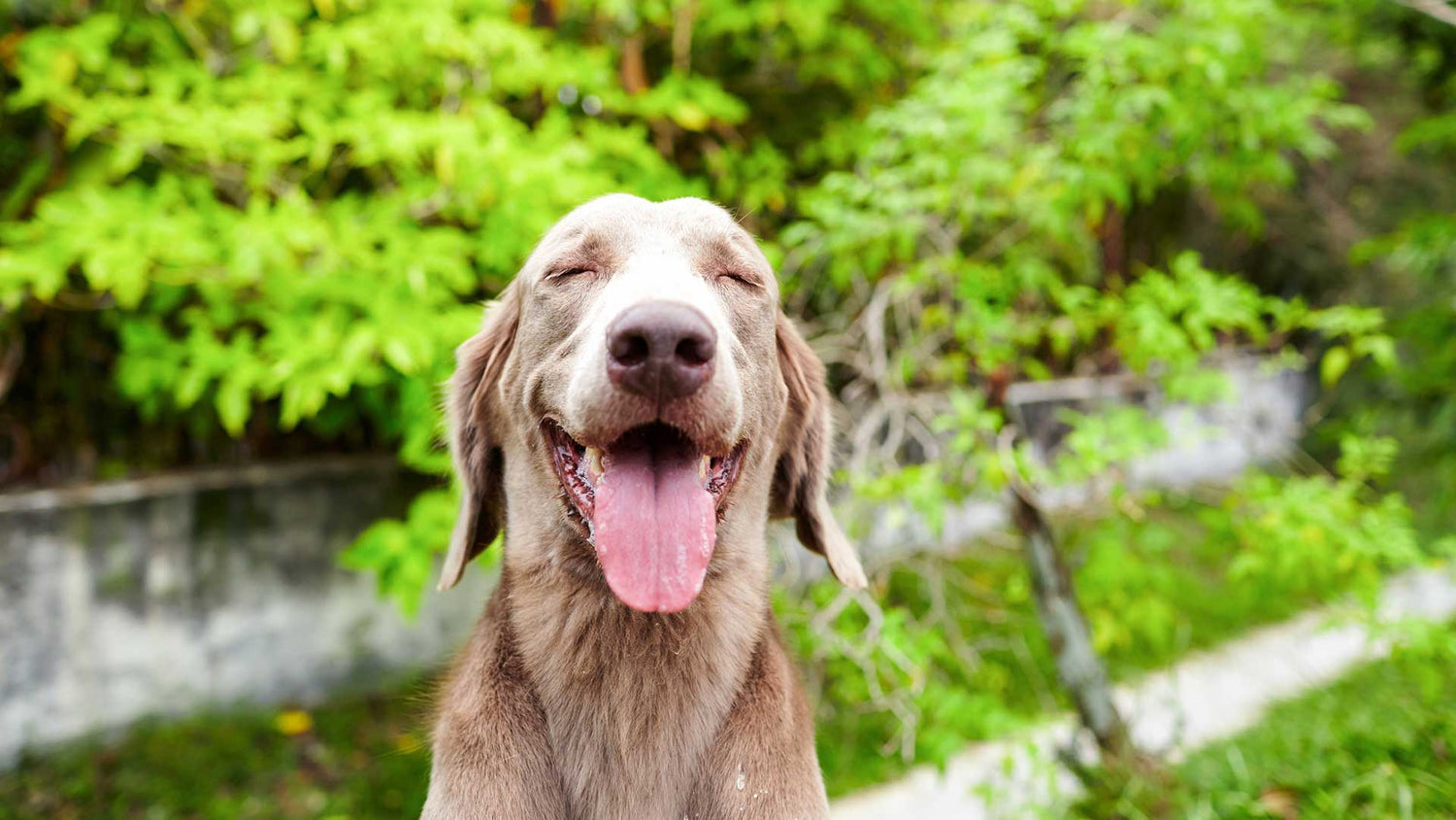 Stinky Summer Breath? Oxygene® Is the Answer.