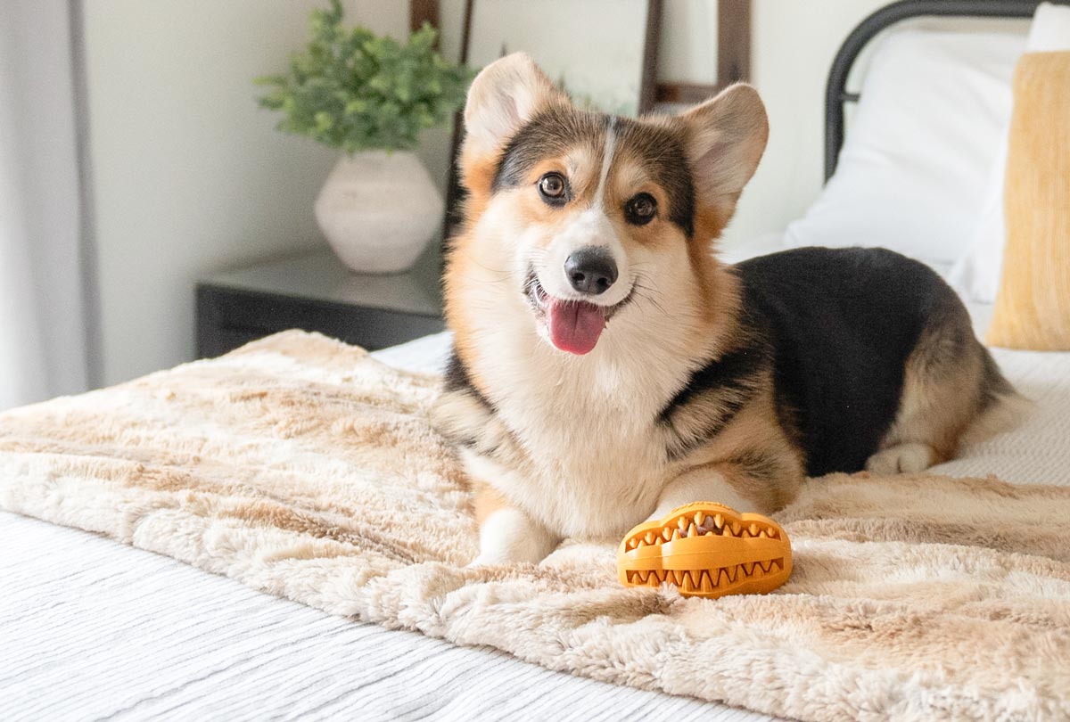 oxyfresh-teeth-cleaning-chew-toy-for-bettr-breath-and-quality-play-time