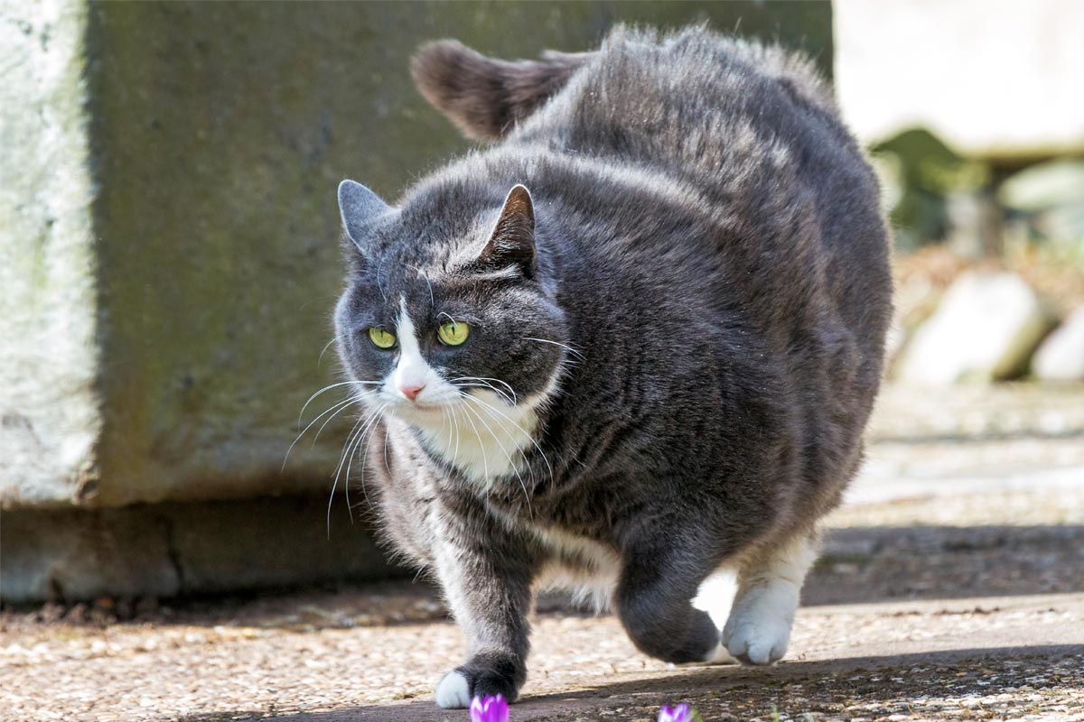 4 Helpful Tips for Pet Weight Loss