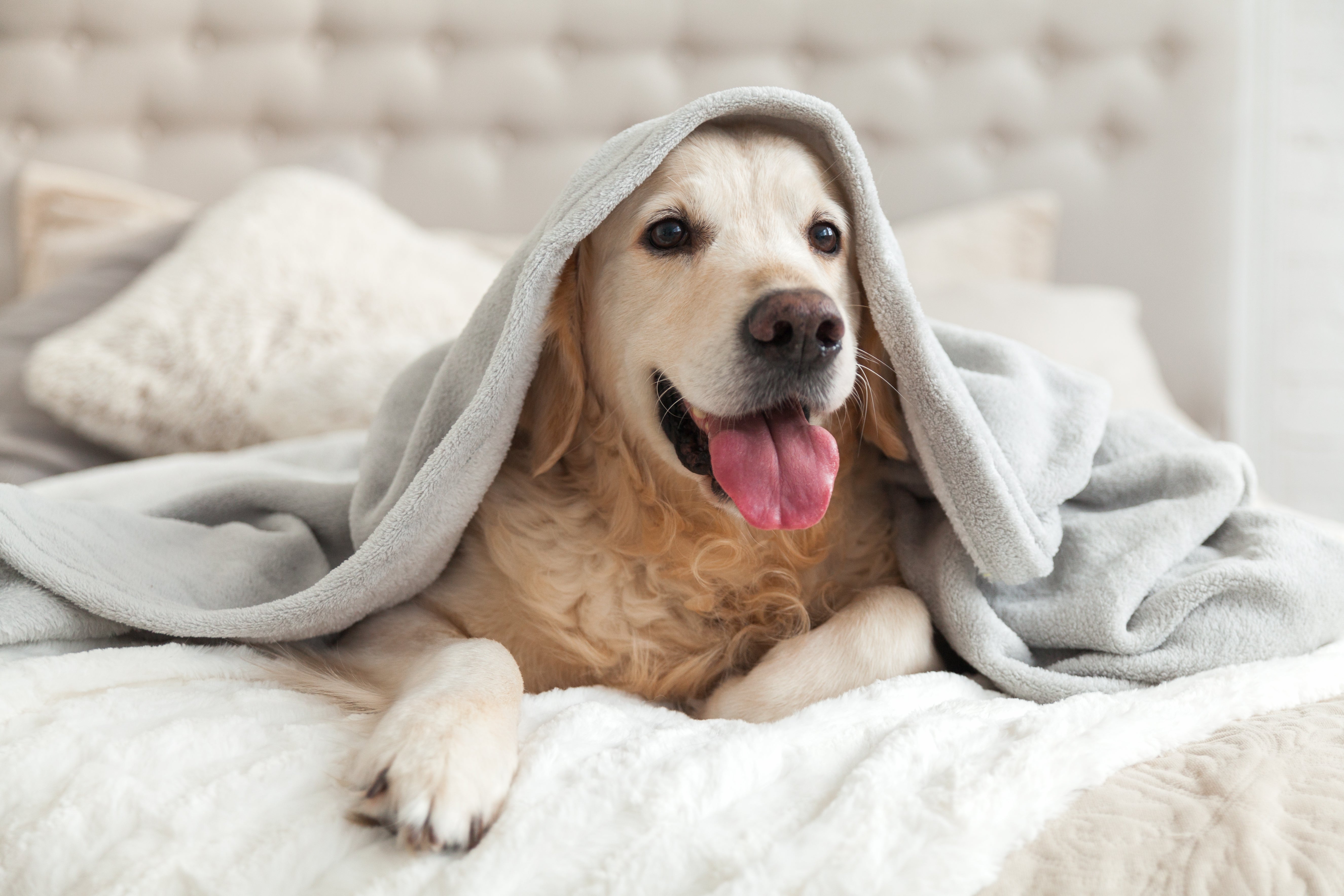 Cute Golden Retriever under blankets after odors are removed because Oxyfresh Dog Deodorizer is Odorless and works faster than Enzymes