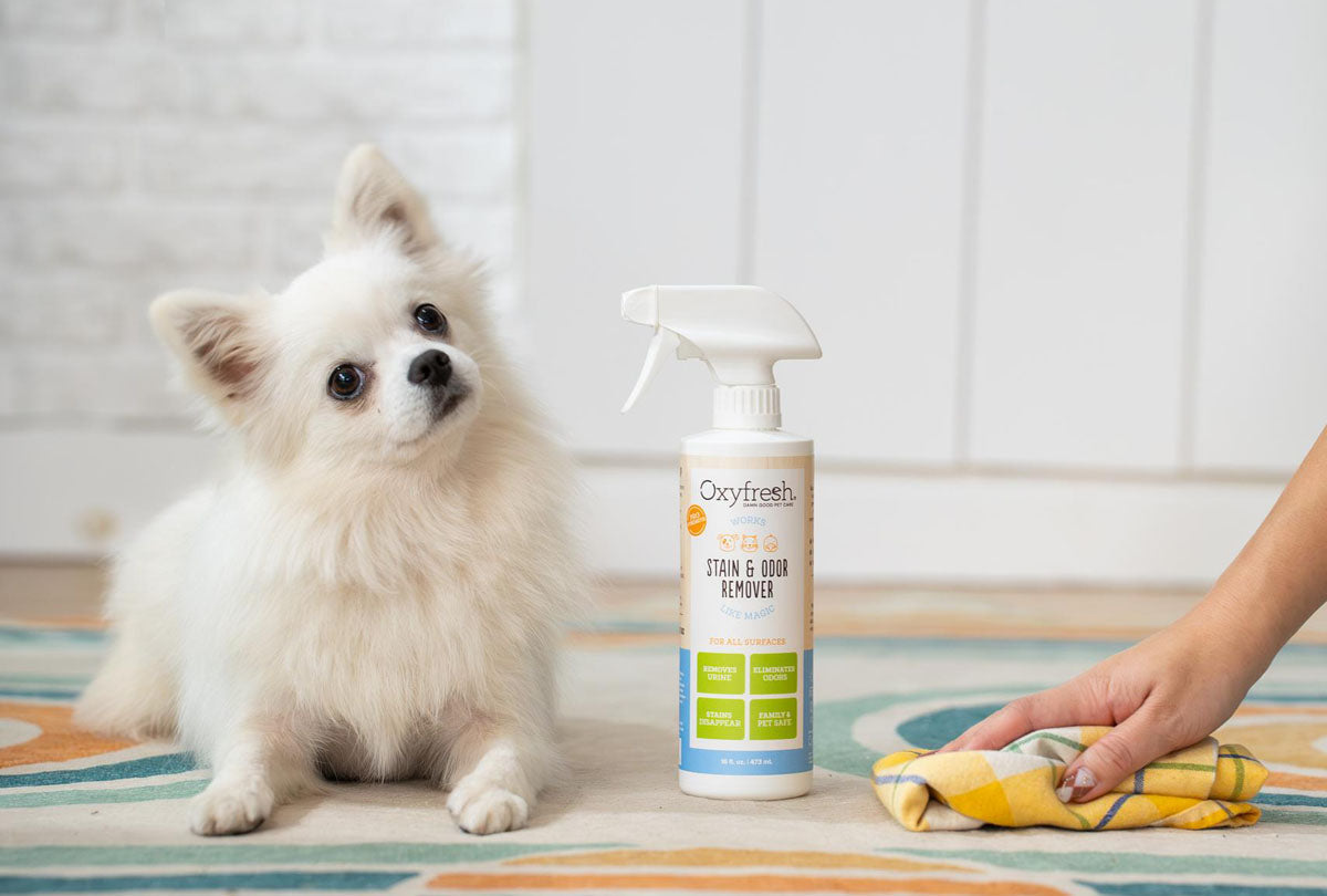 cute-puppy-next-to-owner-cleaning-stain-on-rug-using-oxyfresh-stain-and-odor-remover