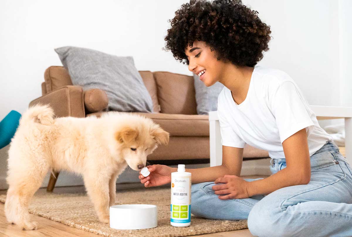 What Kind of Mouthwash Can I Use on a Dog?