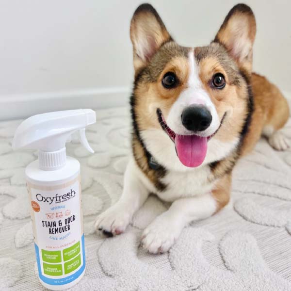 Oxyfresh-Stain-And-Odor-Remover_instagram-_corgi.ghibli-adorable-corgi-with-oxyfresh-pet-safe-floor-cleaner