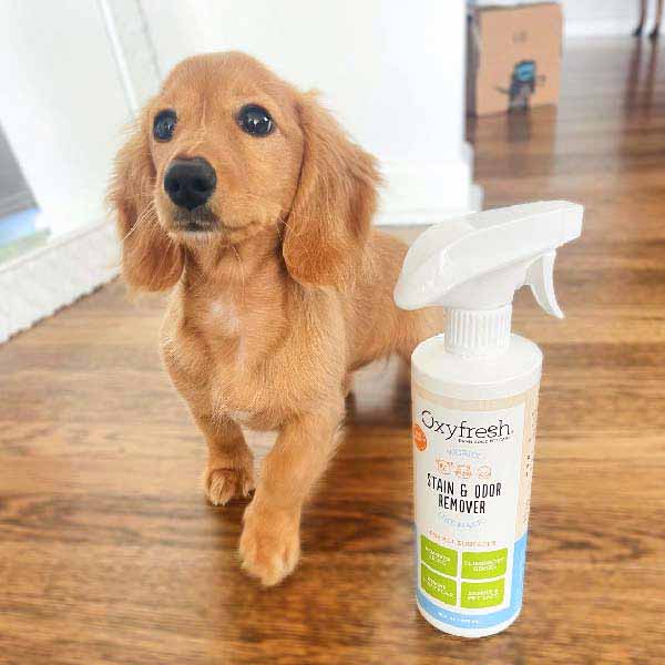 Oxyfresh-Stain-And-Odor-Remover_instagram-_dottiedadoxie-cute-puppy-with-oxyfresh-no-more-marking-spray-for-dogs