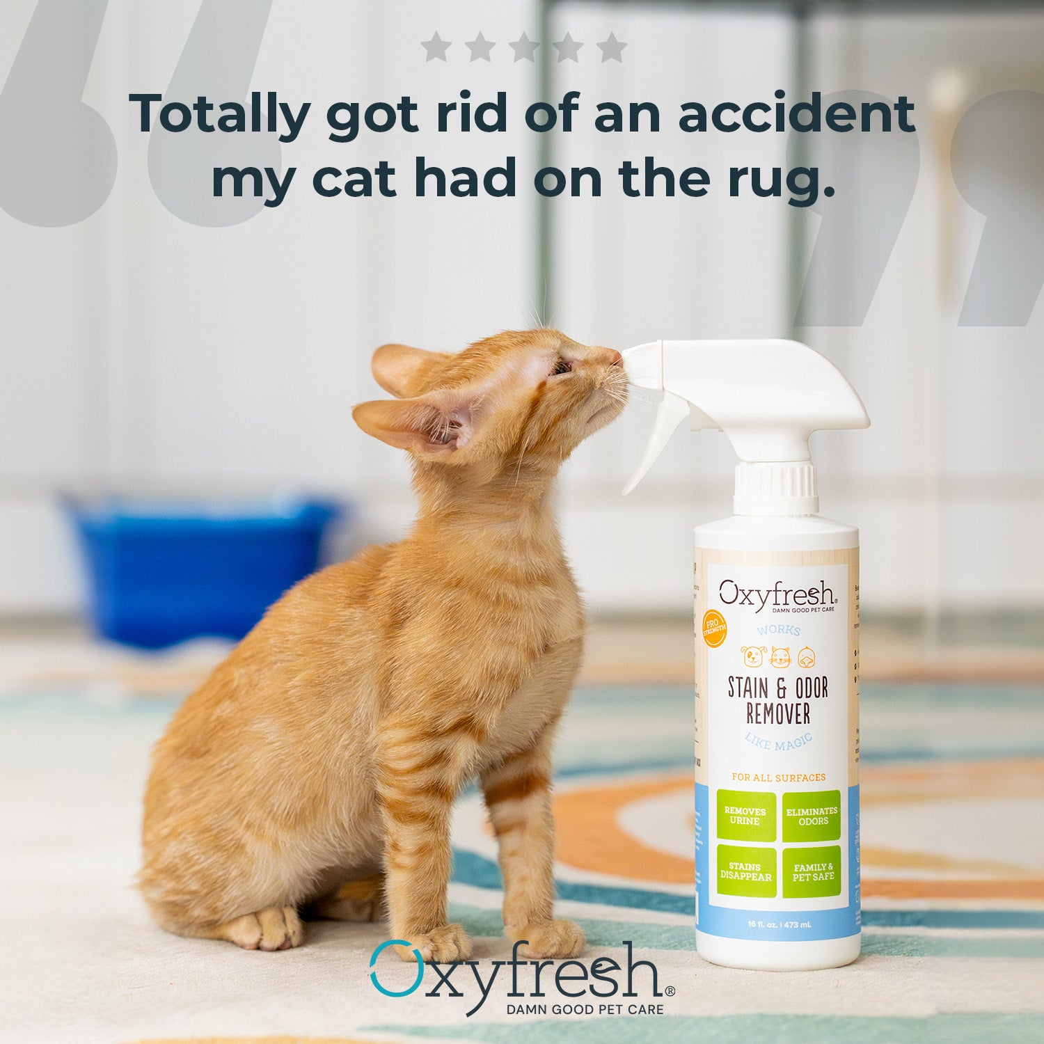 Advanced Pet Stain & Odor Remover - Best Way to Remove Stains