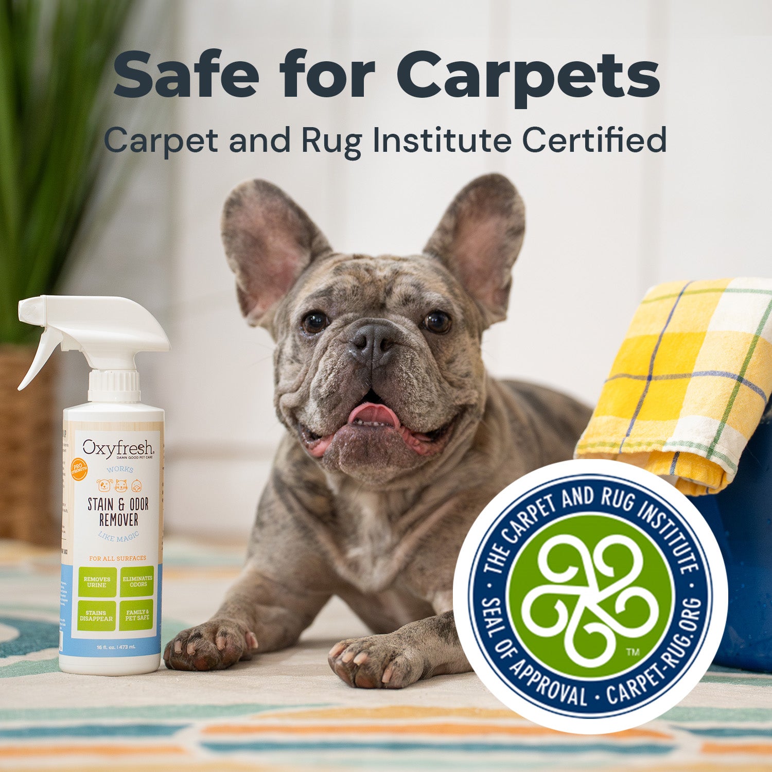 Advanced Pet Stain & Odor Remover - Best Way to Remove Stains