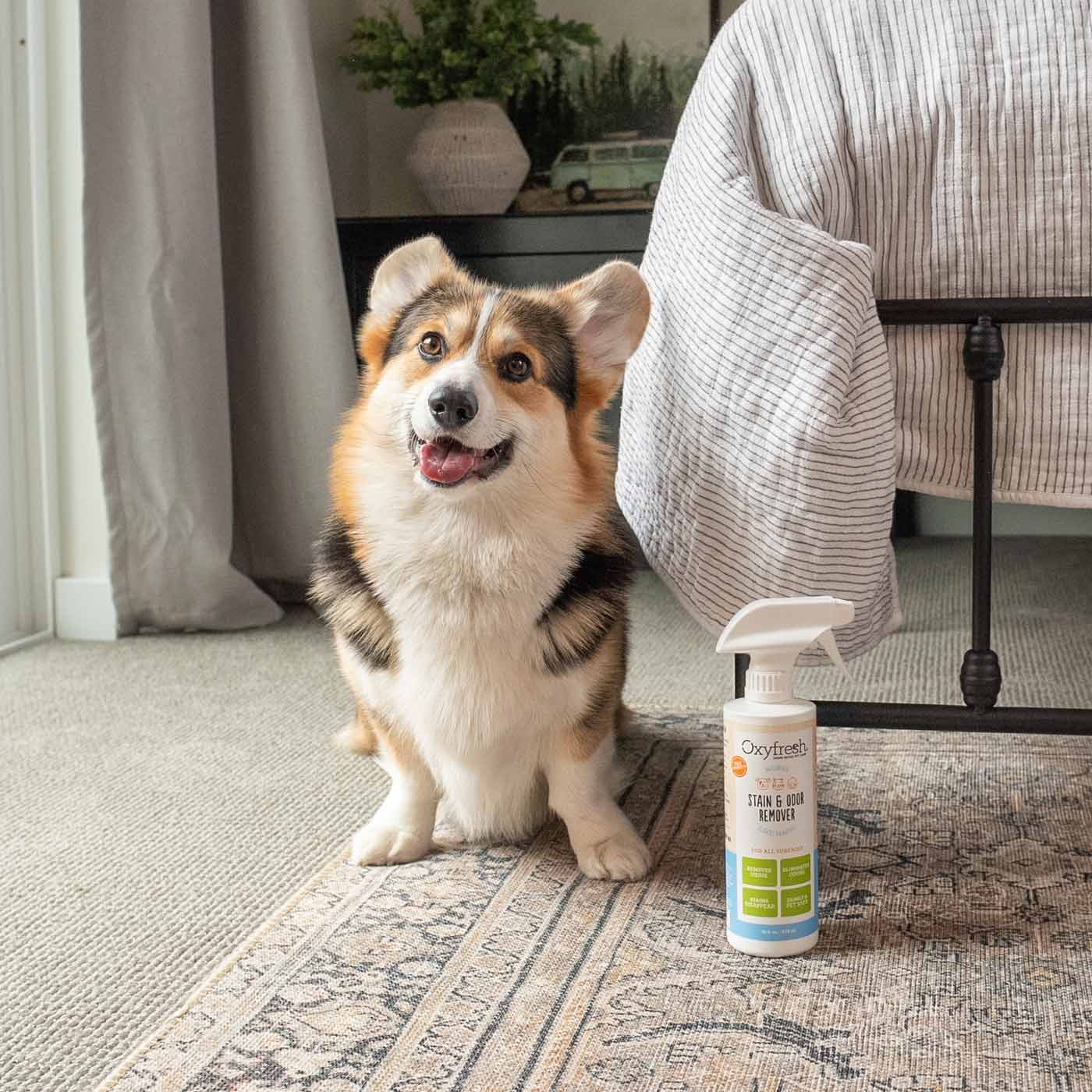 adorable-corgi-smiling-next-to-oxyfresh-odor-and-stain-remover-spray
