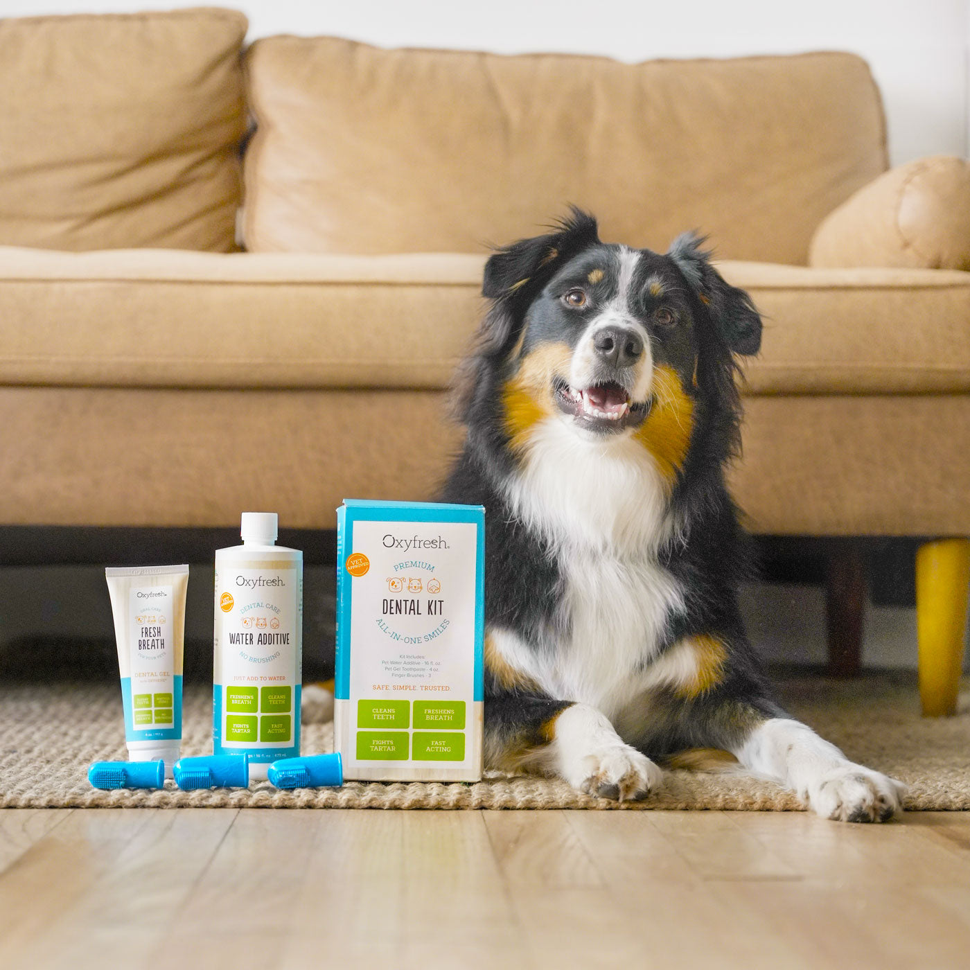 smiling border collie with white teeth laying next to oxyfresh pet dental products
