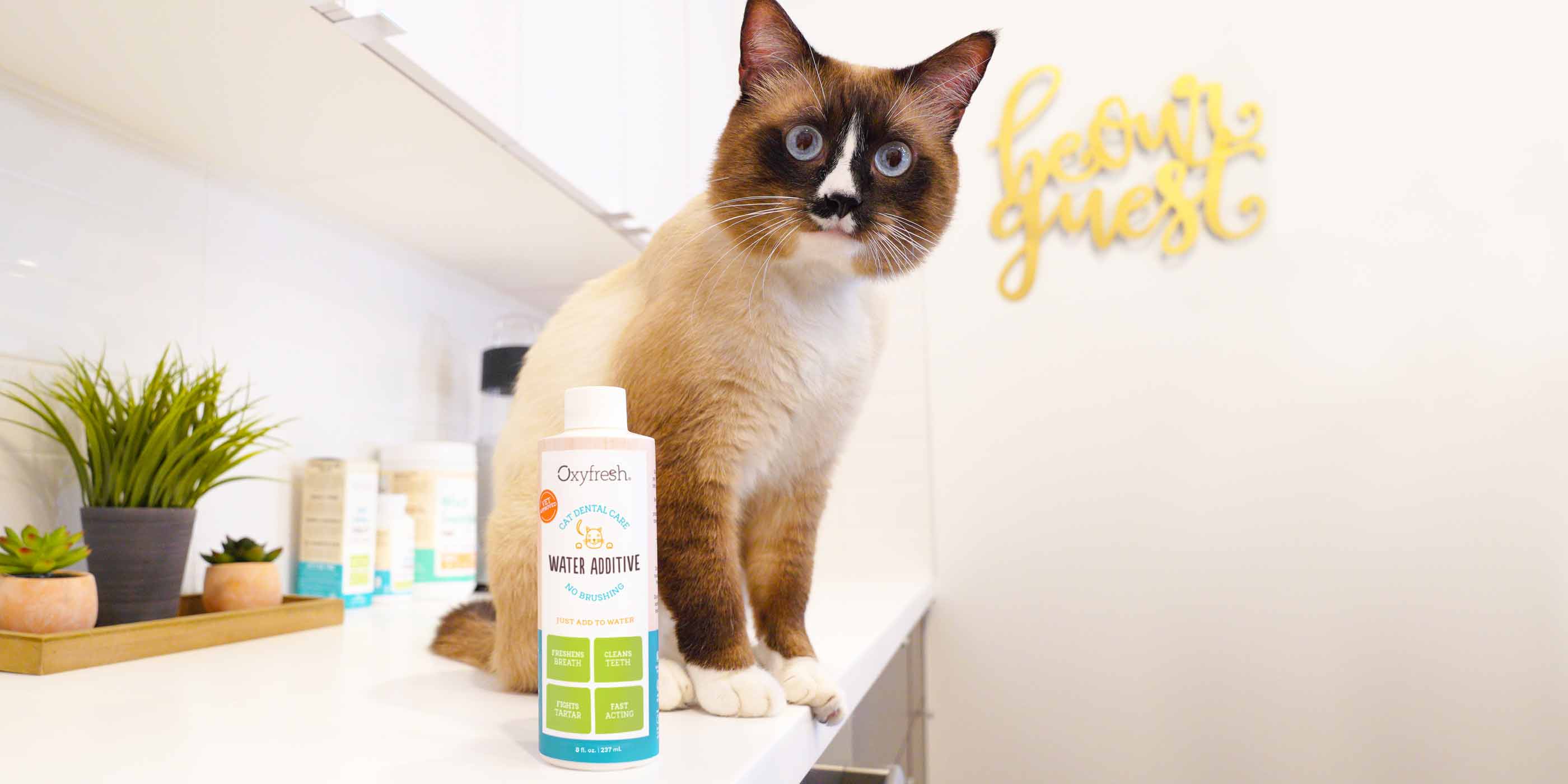 cat perched on countertop with a bottle of oxyfresh cat water additive