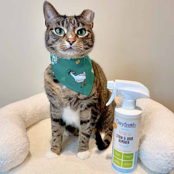 instagram-_milocat_sweetness-adorable-tabby-cat-with-green-bandana-next-to-oxyfresh-stain-remover-and-odor-eliminator