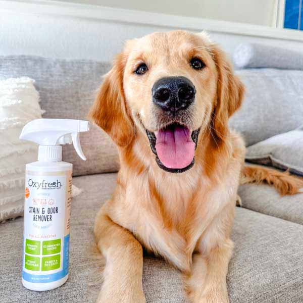 instagram-_zukosgoldenpaw-cute-golden-retriever-behind-oxyfresh-pet-spray-for-carpet