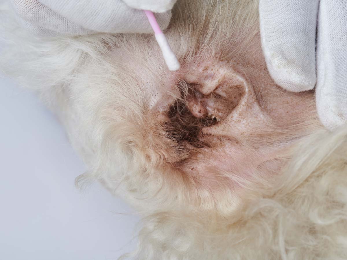 oxyfresh-earcleaner_infected-dog-ear-being-cleaned-using-oxyfresh-ear-cleaner-for-dogs