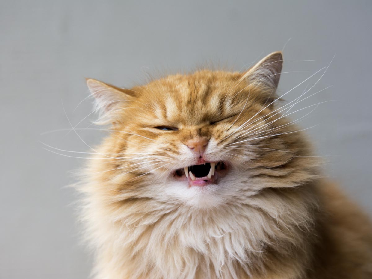 oxyfresh-pet-toothpaste_fluffy-orange-cat-smiling-for-camera
