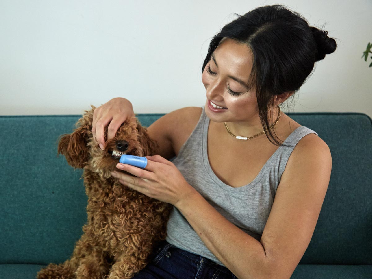 oxyfresh-pet-toothpaste_woman-brushing-adorable-dogs-teeth-using-oxyfresh-dog-and-cat-toothpaste-and-finger-toothbrush