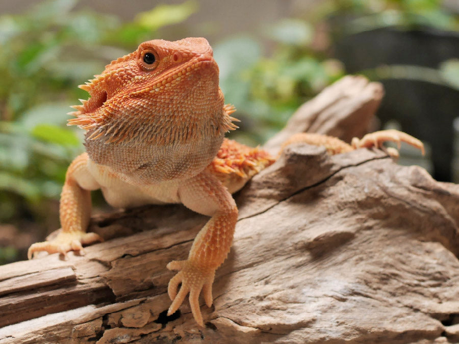oxyfresh-bearded-dragon-cage-cleaner-is-the-best-terrarium-cleaner