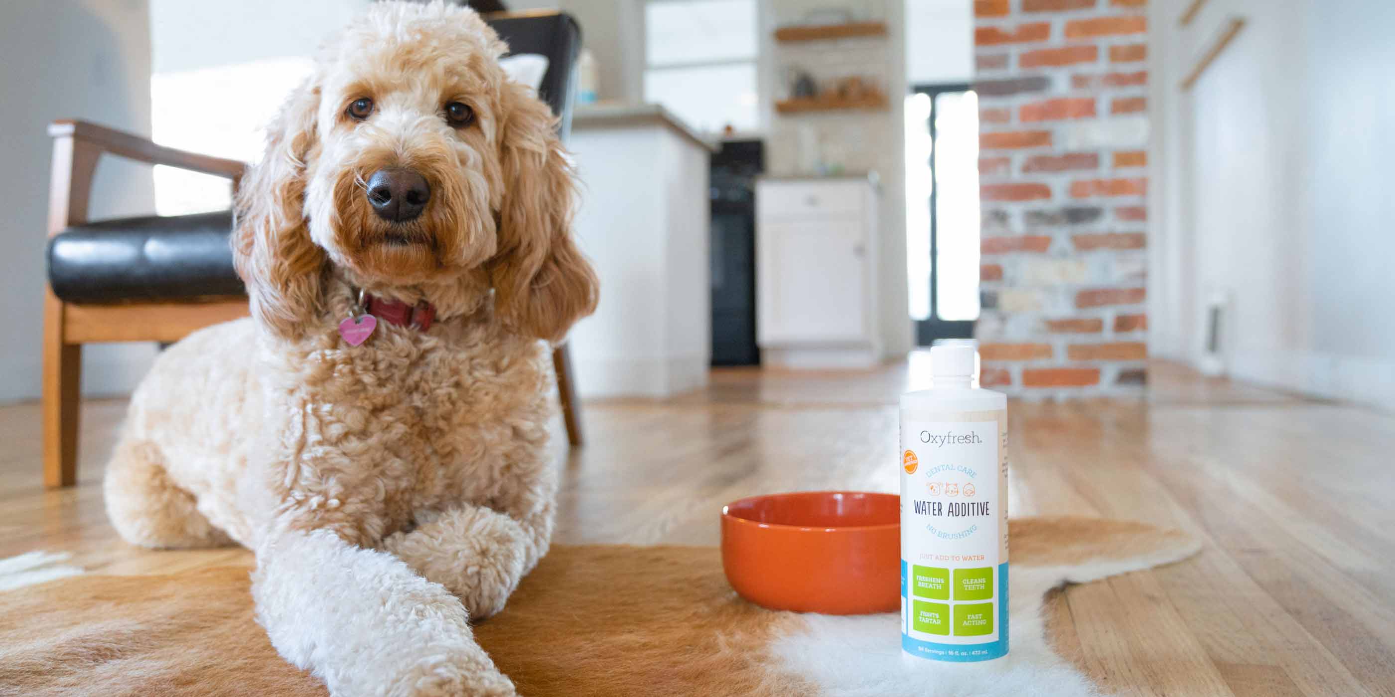 dog laying next to oxyfresh pet water additive